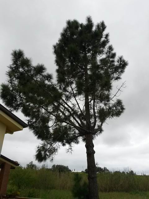 Pinus canariensis ?